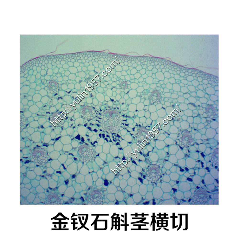金钗石斛茎横切生物实验切片 中药切片 实验器材生物显微玻片