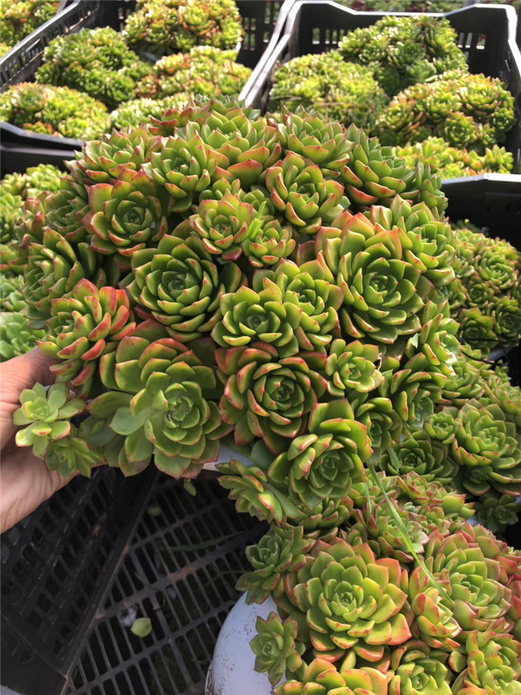 042多肉盆栽植物基地批发 蒂亚大群冠幅25cm左右捧花状多肉品种