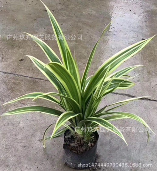 金边露兜地被苗 观叶植物 观叶地被苗 基地直销