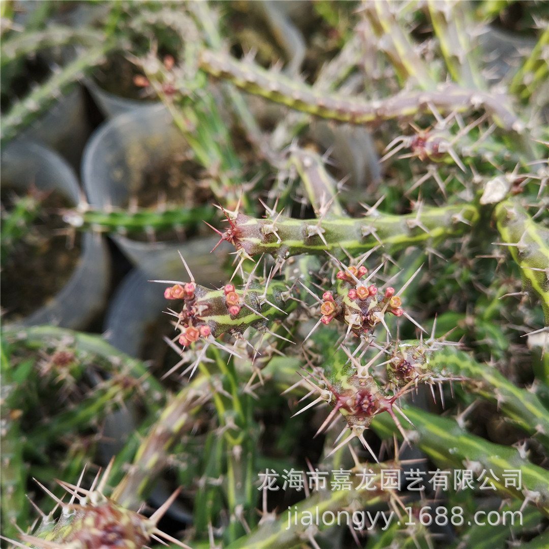小纹大戟 多肉植物 大戟科大戟属euphorbia dichroa 仙人掌绿植
