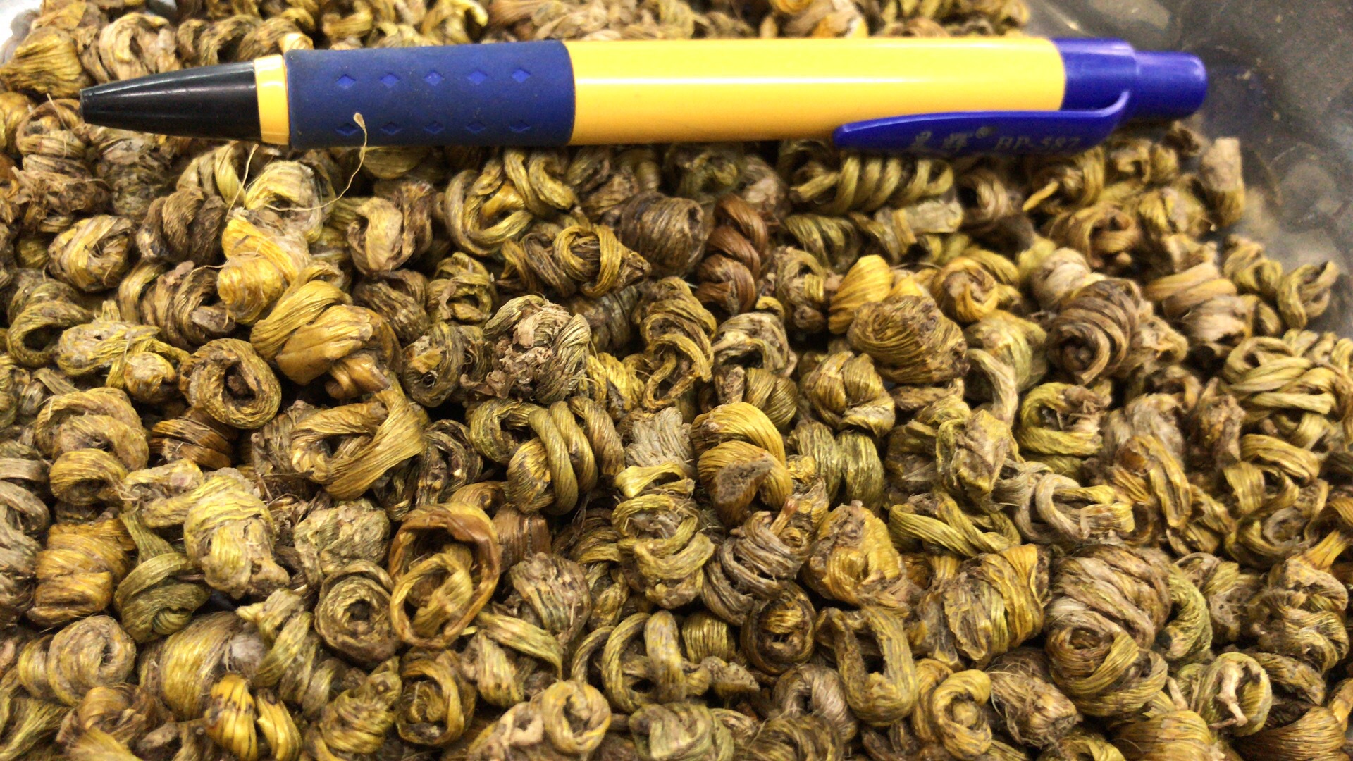 云南水草石斛 水工采摘石斛量大可议价 传统滋补品中药材现货批发