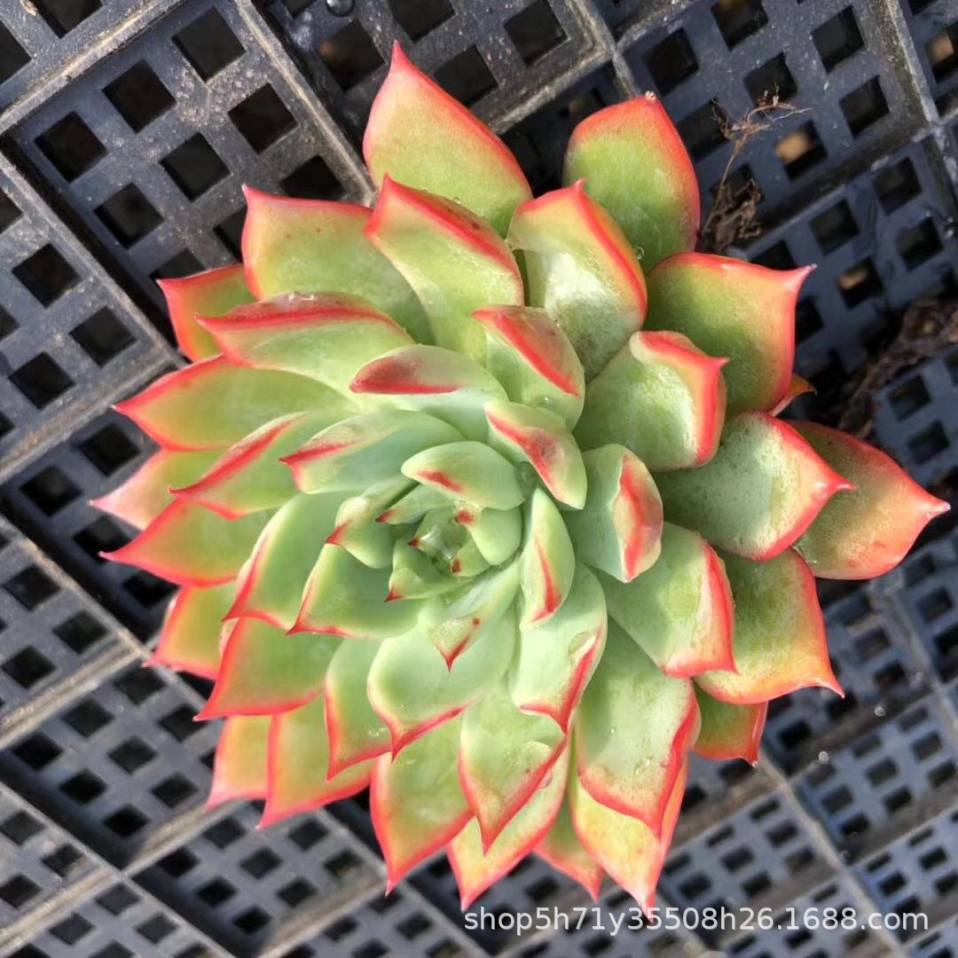 0099多肉植物品种批发玫瑰船长单头7cm左右多肉品种状态实拍