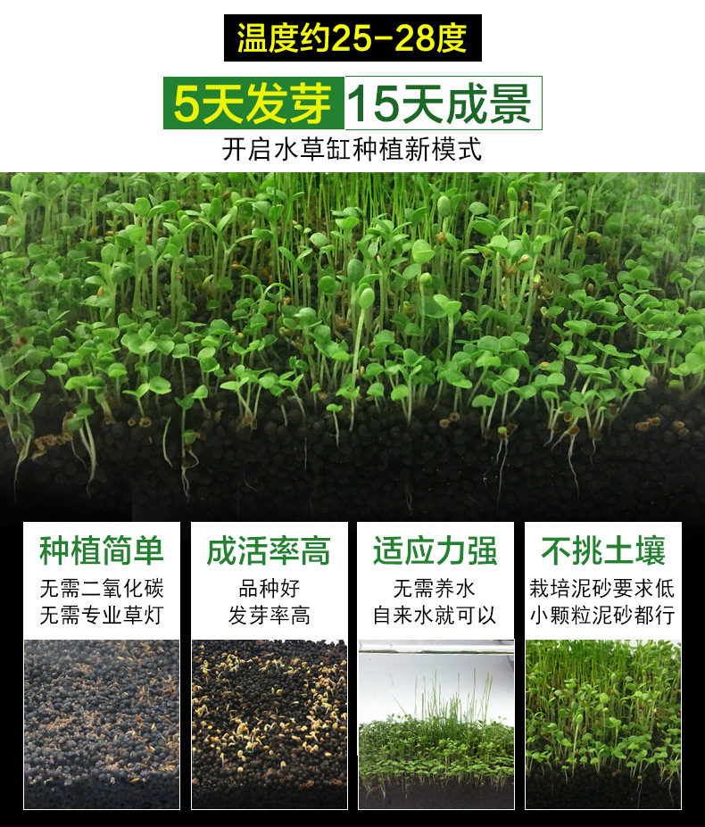 鱼缸水草种子淡水造景水草种子四季牛毛对叶幸运草矮珍珠无土种子