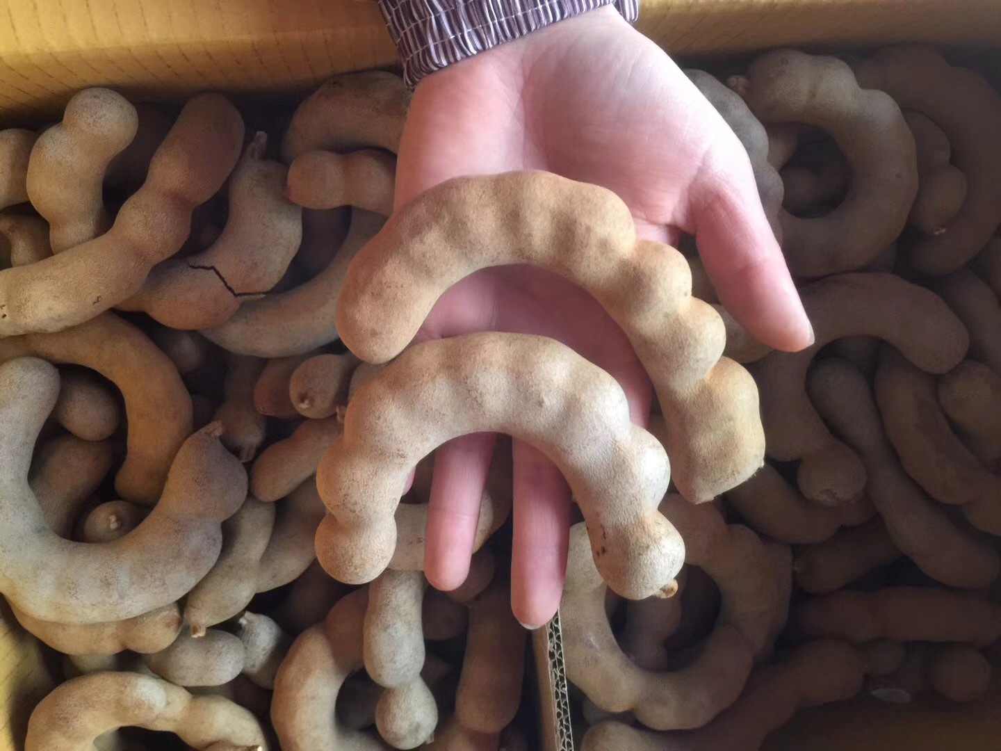 新货泰国大弯角 甜角 进口水果 整箱批发 果淑派甜酸角送录音广告