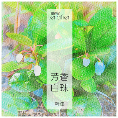 新店特惠价 芳香白珠/冬青精油org. 单方精油 法国进口