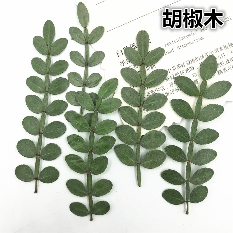 胡椒木叶片 真树叶真树叶 真花贴画干花压花diy植物标本干花押花
