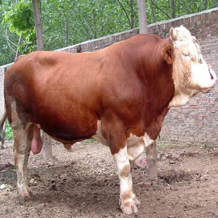 养殖场小牛活体出售育肥小牛苗哪里的便宜西门塔小牛苗多少钱一头