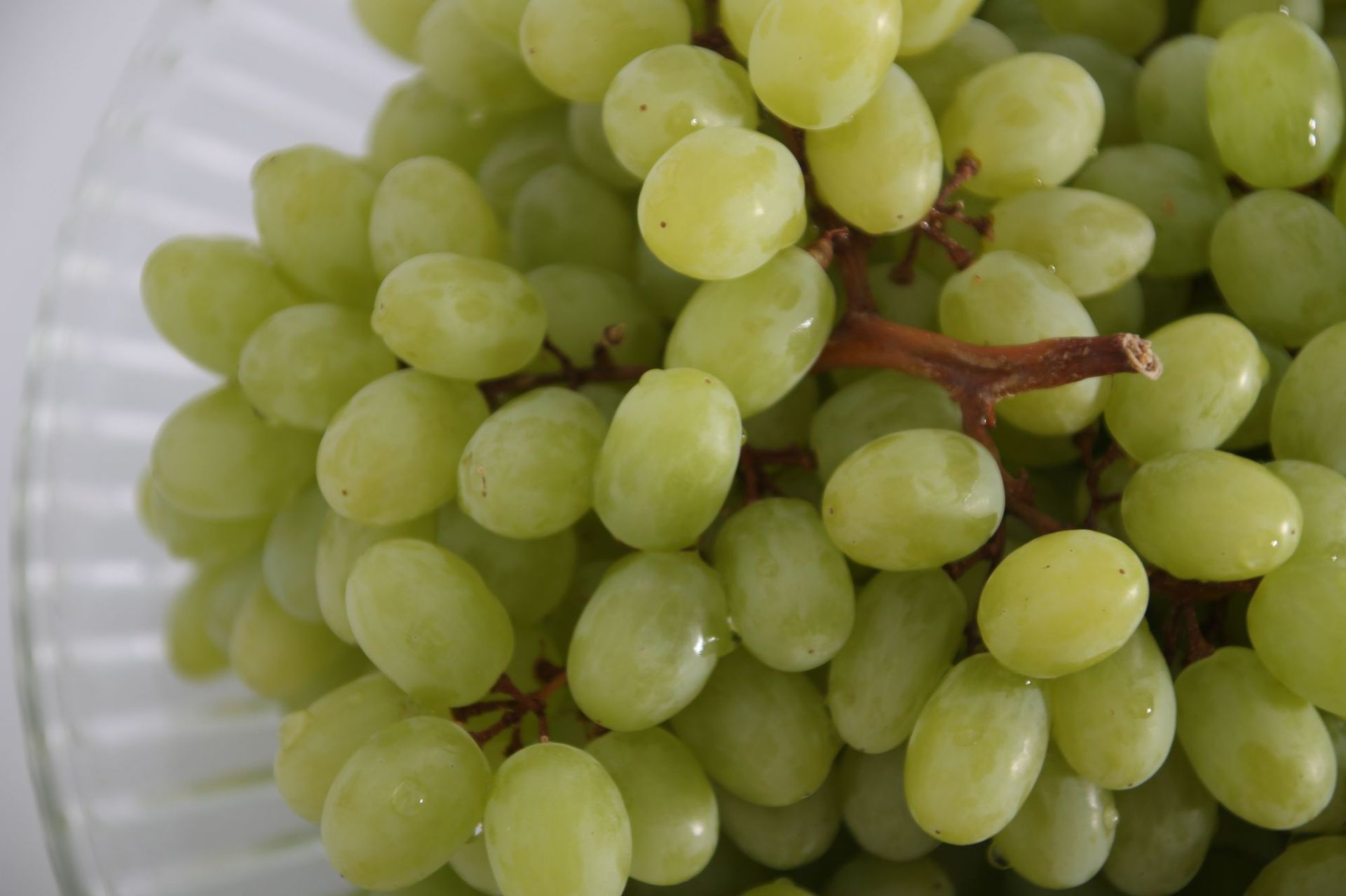 供应 新疆特产水果 吐鲁番无核白 无核白葡萄 新鲜无核白葡.