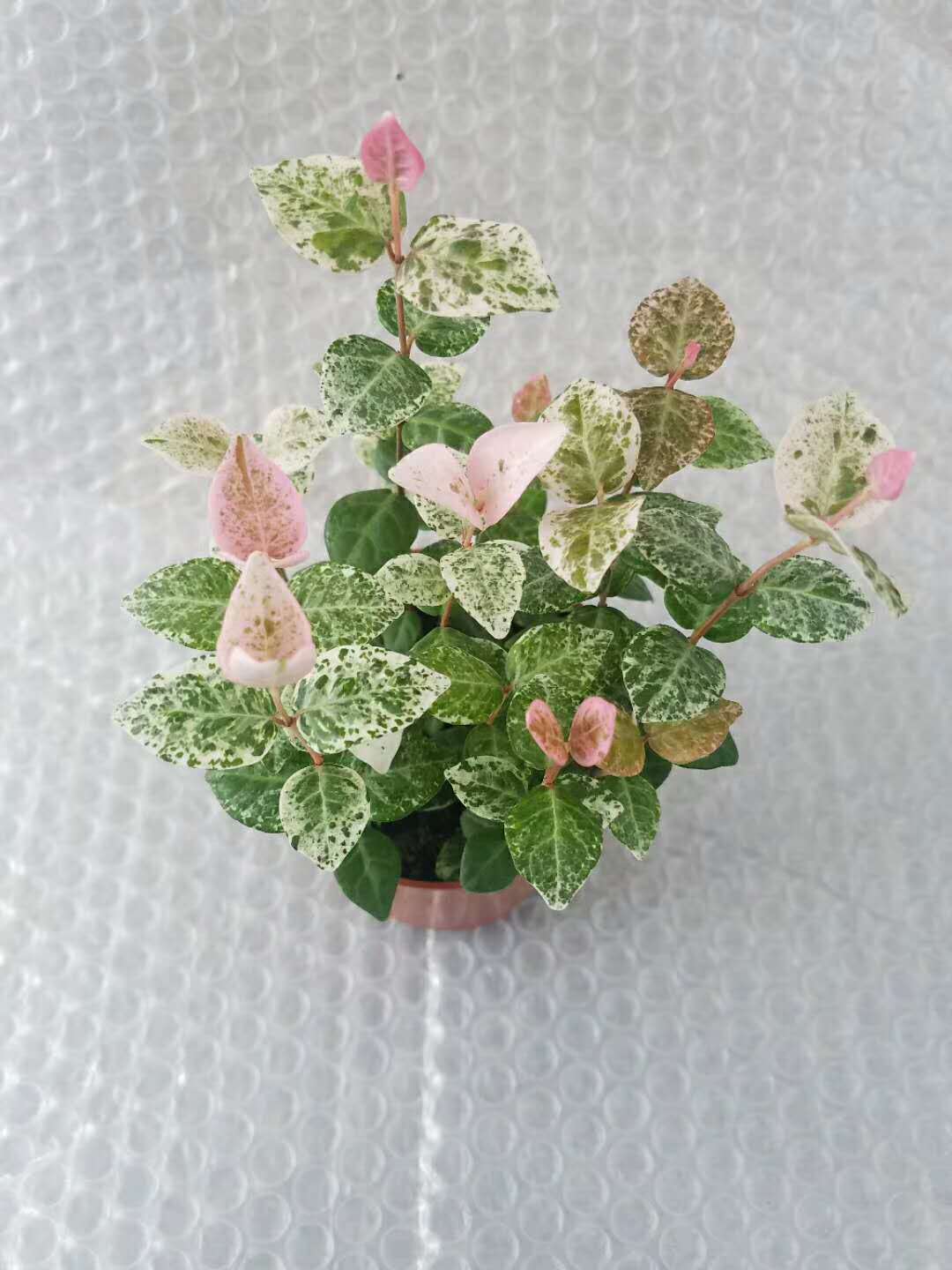 花卉盆景_基地直销批发小盆栽室内绿色盆景办公室花叶 - 阿里巴巴