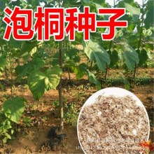 泡桐树种子轻型木质木材树木白花大果泡桐空桐木水桐树当年新采种