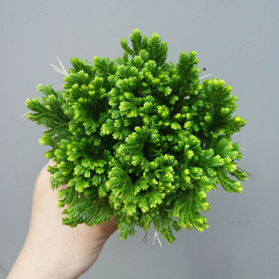 【基地直供】批发萤光珊瑚蕨(90)蕨类植物室内广州小盆栽桌上绿植
