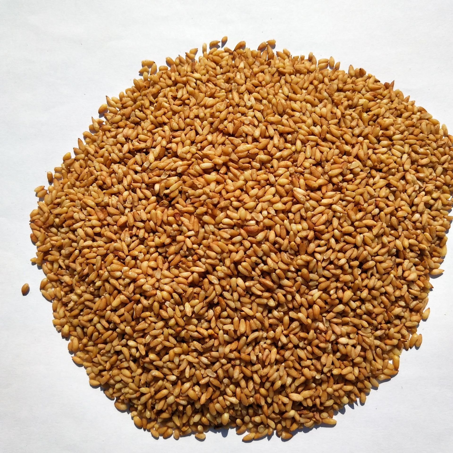 批发中药材柏子仁 白籽仁 柏子仁粉 量大从优