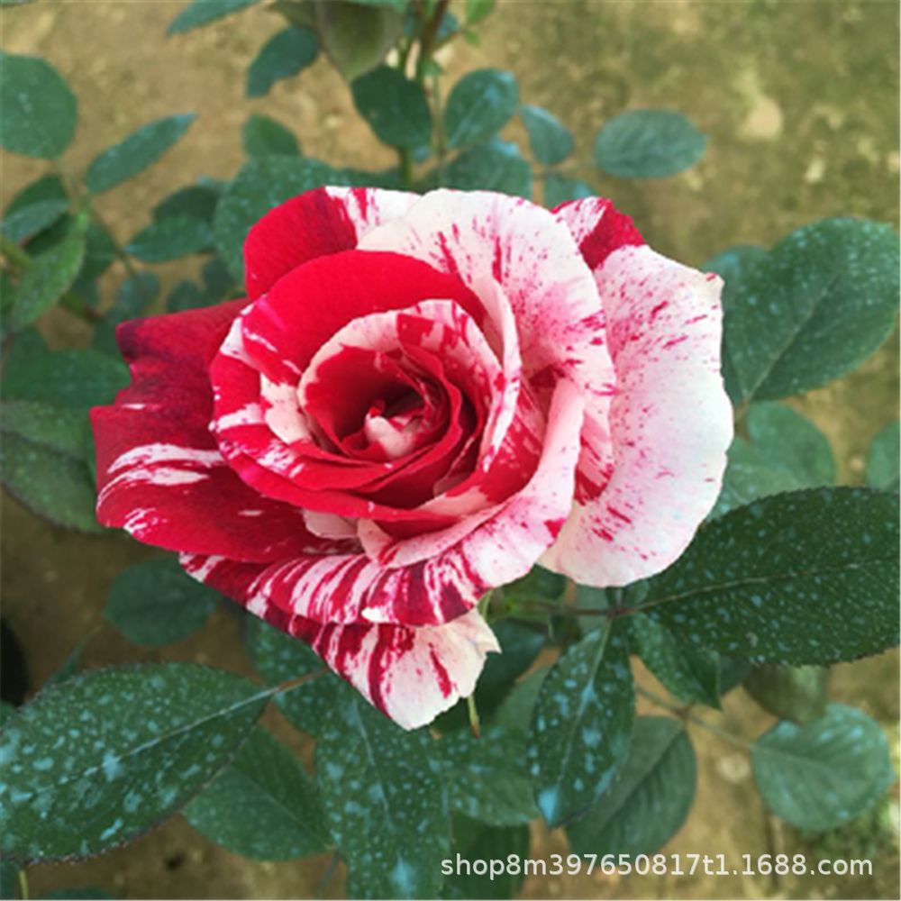 经典红白条纹玫瑰花苗 节日礼花 阳台花园芳香花卉浓香大花月季苗