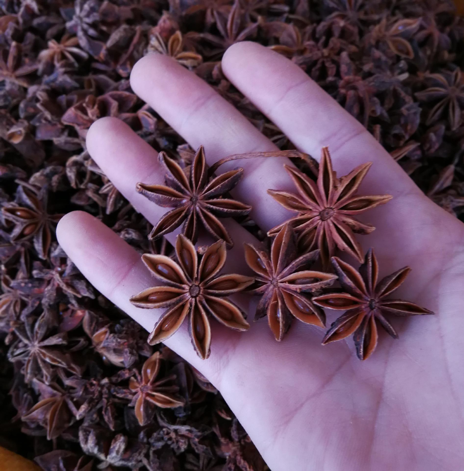 八角 大红八角 批发广西大红八角 大茴 八角茴香 大料 量大从优