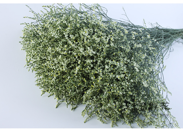 [水晶草]新鲜基地彩色水晶草 可制成干花 室内装饰插花鲜切花