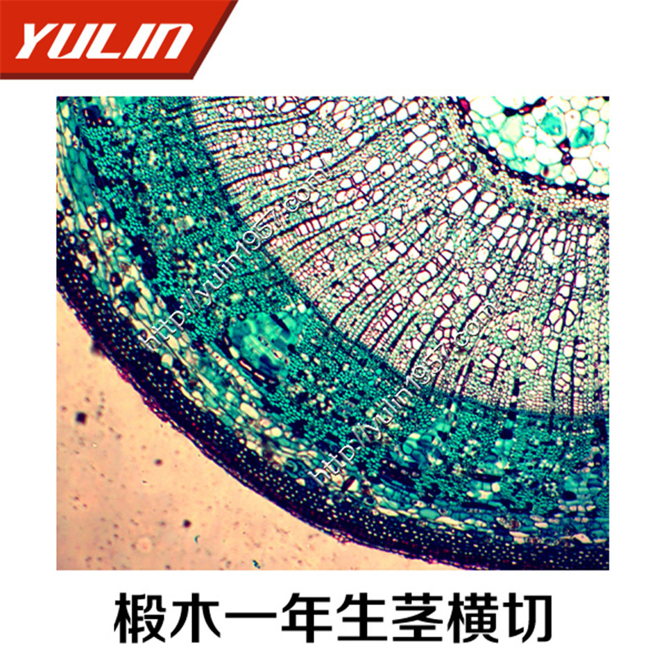 植物生物学切片标本 河南雨林厂家直销生物椴木一年生茎横切