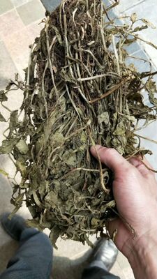 批发零陵香 灵香草 灵草 零香草