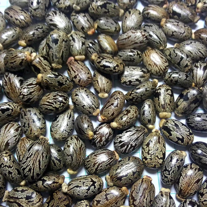 产地直销花肥蓖麻子,中药材蓖麻籽,化工蓖麻子
