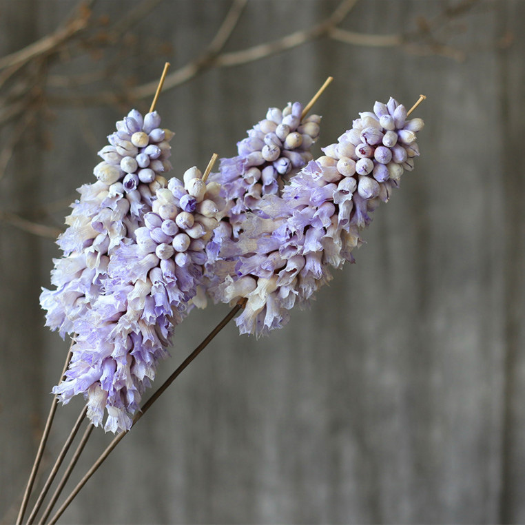 鲁冰花植物干花手工制作艺术家居家饰干花干果干枝花束