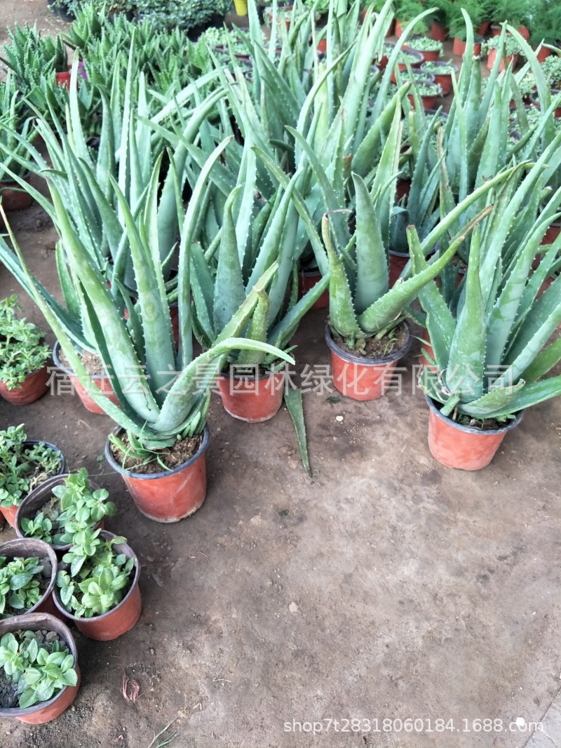 库拉索芦荟苗基地直销绿植食用美容大芦荟盆栽多肉室内室外防辐射