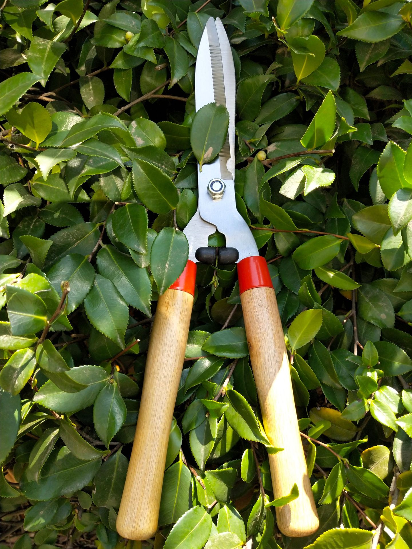 厂家直销高质量园林剪整篱剪篱笆剪花园剪整枝剪园艺剪欢迎选购