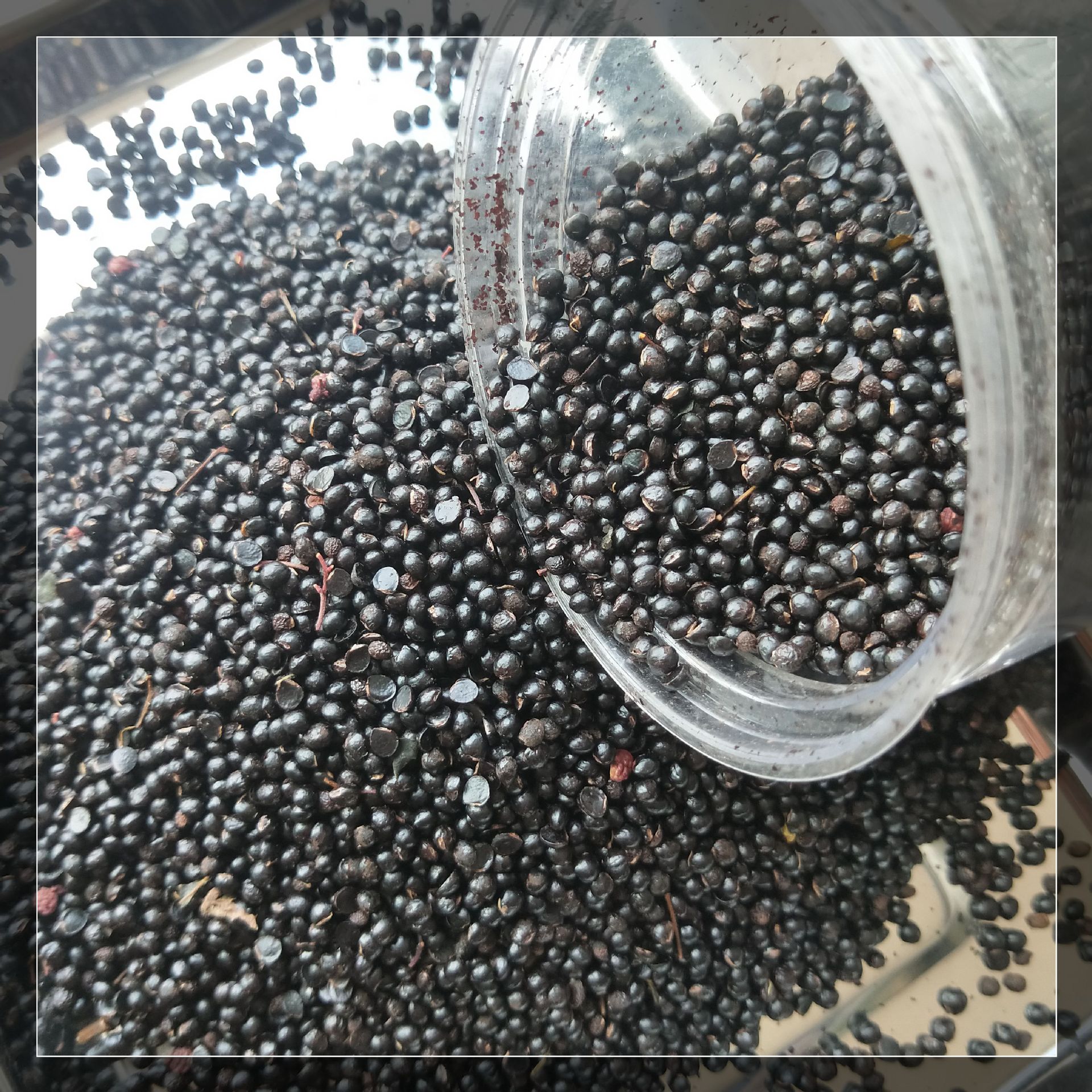 花椒子 花椒籽 陇南大红袍优质花椒种籽 武都花椒种子