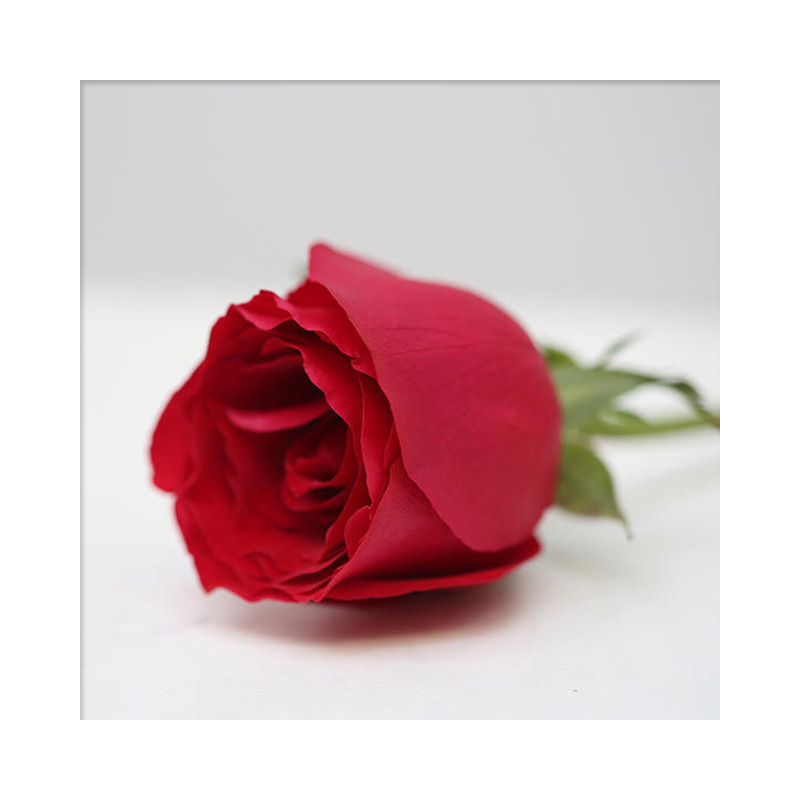 云南红玫瑰鲜花基地批发情人节红色鲜切卡罗拉玫瑰花 20支/扎