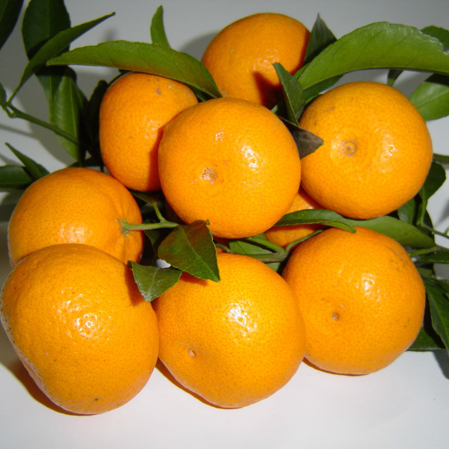 南方果苗批发引进橘子种苗早熟蜜桔苗桔子苗 日南一号桔子苗