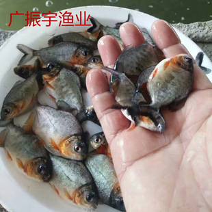 鱼苗鱼苗大饼淡水红鲳好鱼苗尽在广振宇鲳鱼v鱼苗白鲳李连贵鱼苗熏肉回锅酪图片