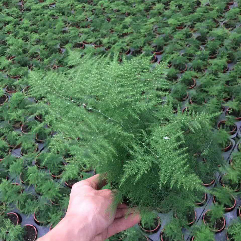 【基地直销】观叶植物室内吸甲醛桌面绿墙花卉小盆栽 110#文竹