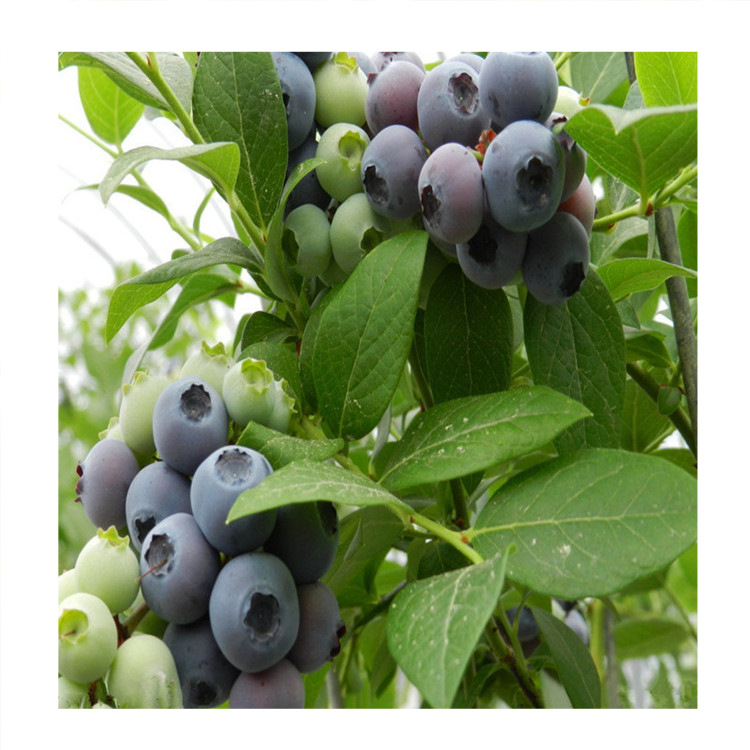 山东矮丛蓝莓苗批发基地 矮丛蓝莓苗一到五年苗 价格实惠量大从优