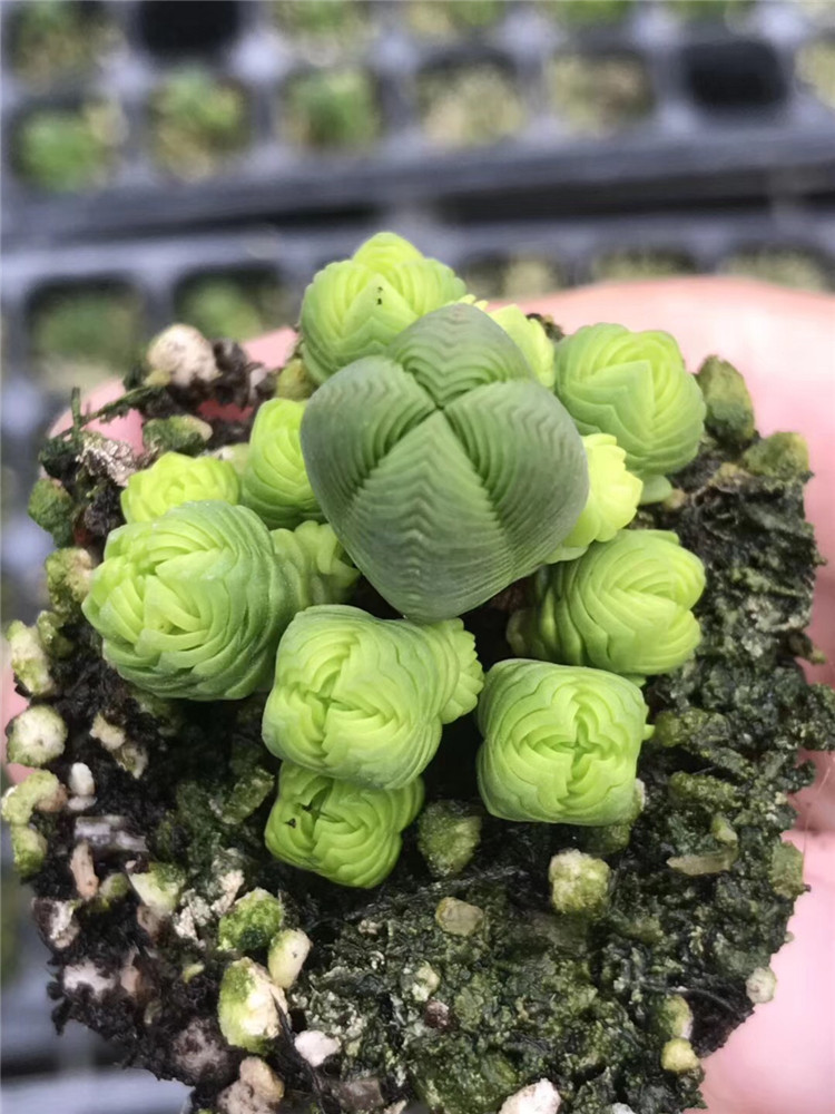 8073多肉植物大棚限量批发 达摩绿塔群生盆6cm5头起状态实拍多肉