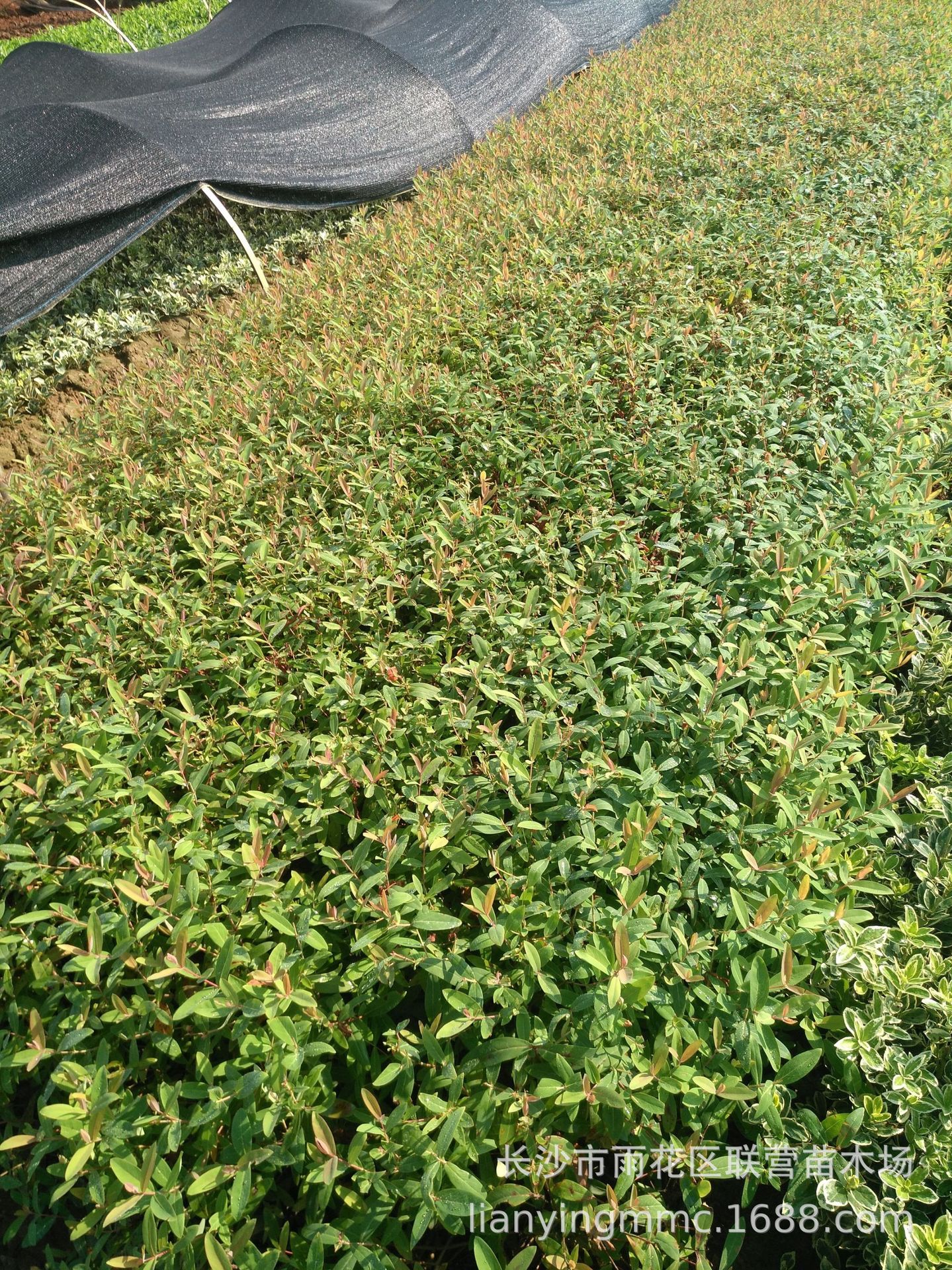 苗木直销 金丝桃小苗 绿篱色块苗 花坛庭院绿化专用苗