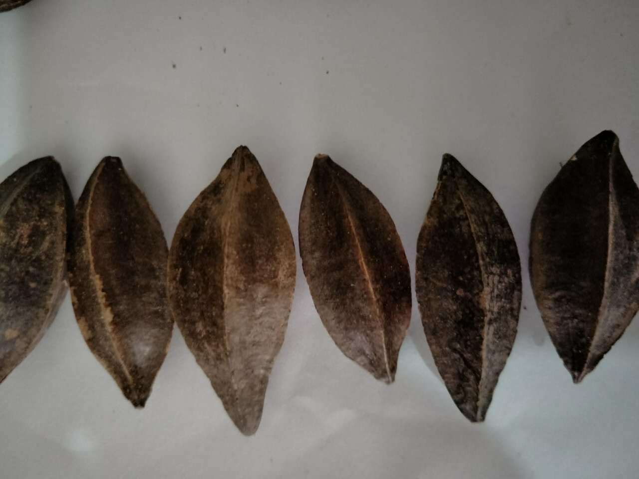 飒枫中药材 使君子/留求子/史君子/五棱子 大货批发 厂家直销