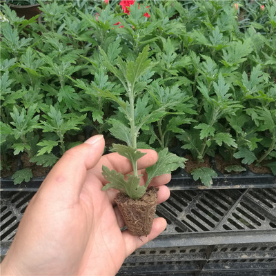 基地直销 盆栽 菊花小苗 当年开花苗 盆栽花卉