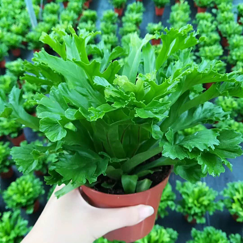 【基地直销】观叶植物小盆栽植物花卉绿墙绿化专用 110玉珊瑚蕨