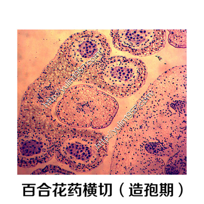 生物实验切片 百合花药横切(造孢期) 实验器材 生物玻片标本
