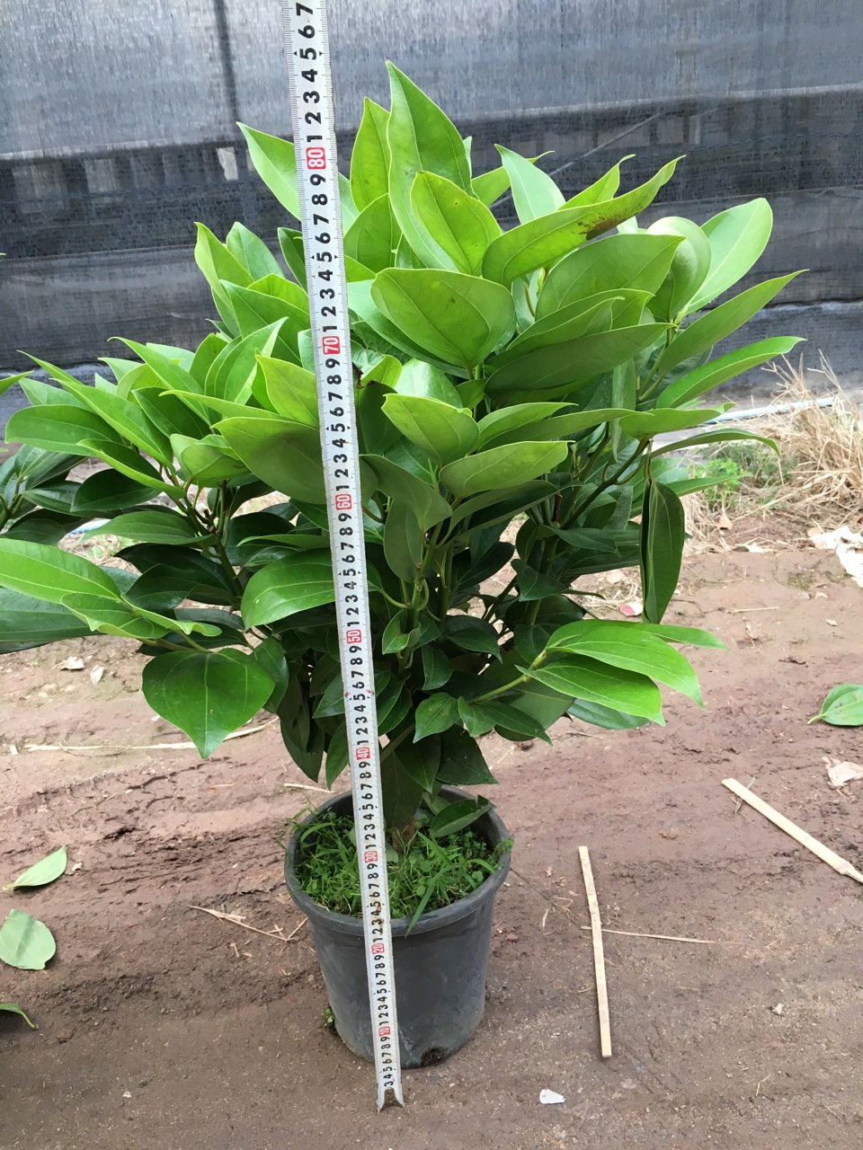 基地批发直供肉桂室内小幸福树植物客厅办公室盆栽绿宝大平安树