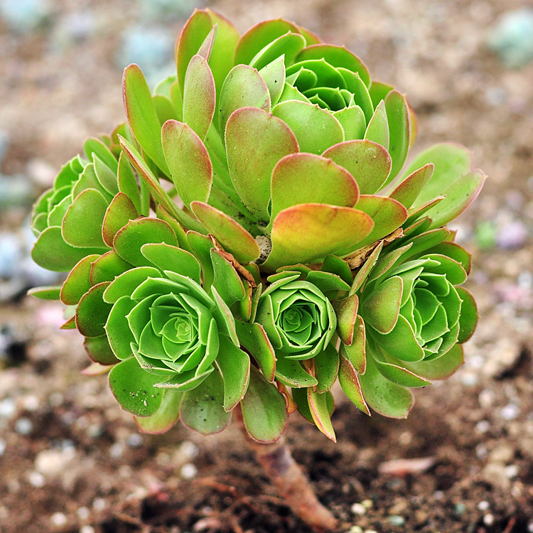 多肉植物韶羞法师大老桩群生盆栽绿植特价批发