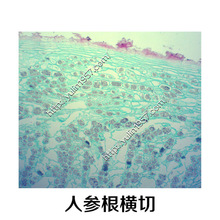 切片标本 生物显微镜中药实验 玻片 人参根横切