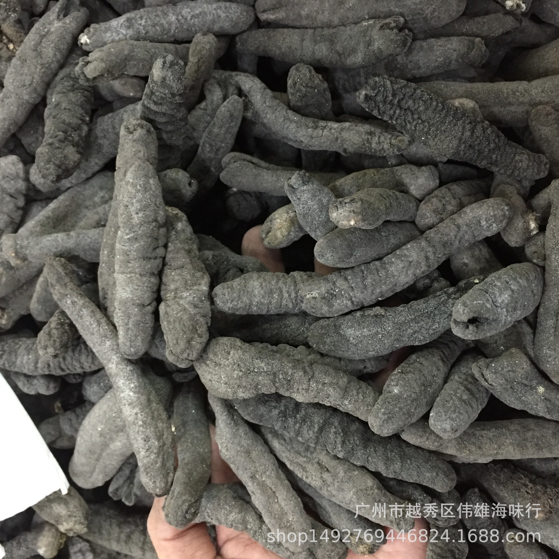 黑乌参 水发专用乌参 大乌参 乌条参 乌虫参 淡干海参干货批发