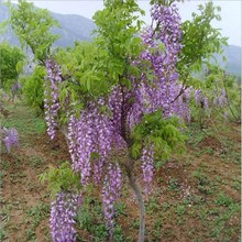 批发攀爬植物 攀援花卉 紫藤花苗/庭院紫花紫藤树