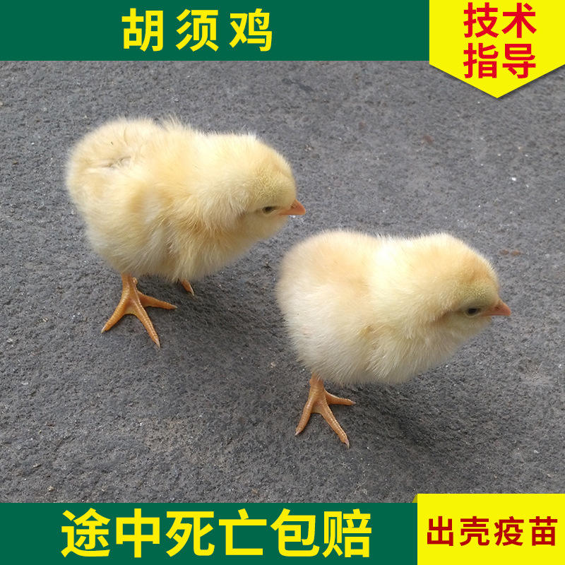 大种胡须鸡苗 黄羽肉鸡 矮脚黄鸡种苗 家禽养殖三黄胡须鸡苗