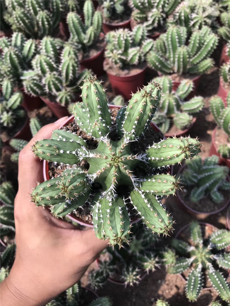 5133多肉植物系列批发大将军群生盆12cm状态好多头裸根