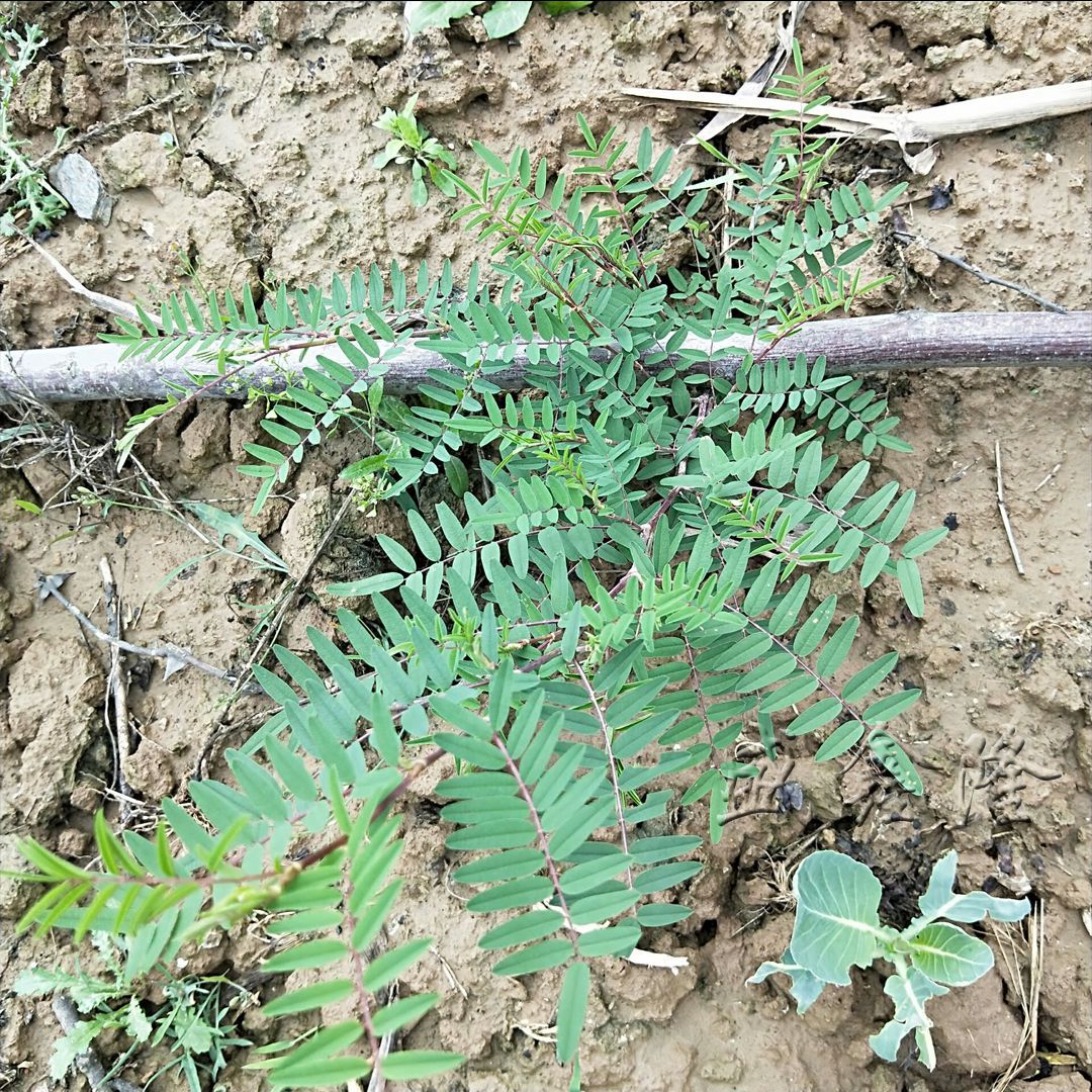 红芪北芪 武都红芪 米仓红芪王 秦巴山区野外生长 产地一手货源