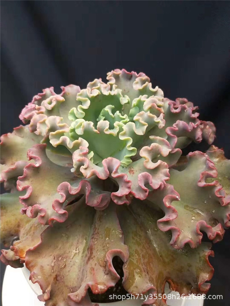 991基地批发多肉植物女王花笠老桩冠幅18cm多肉品种裸根发