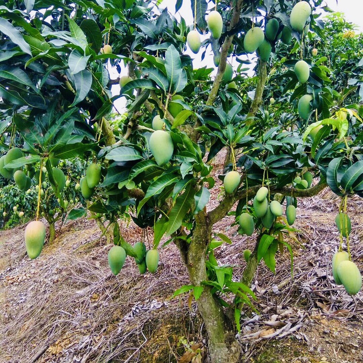 批发海南精品小台芒果非贵妃芒新鲜水果皮薄味美热带水果一件代发