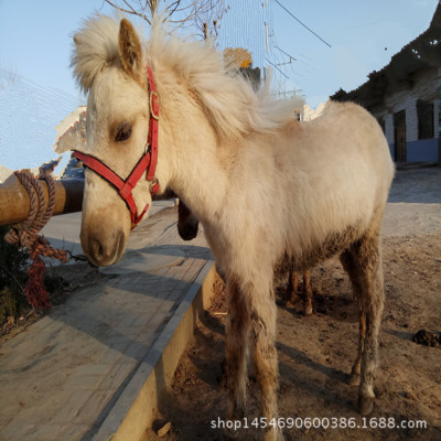 天津骑乘马的市场前景汉宫矮马繁殖出售