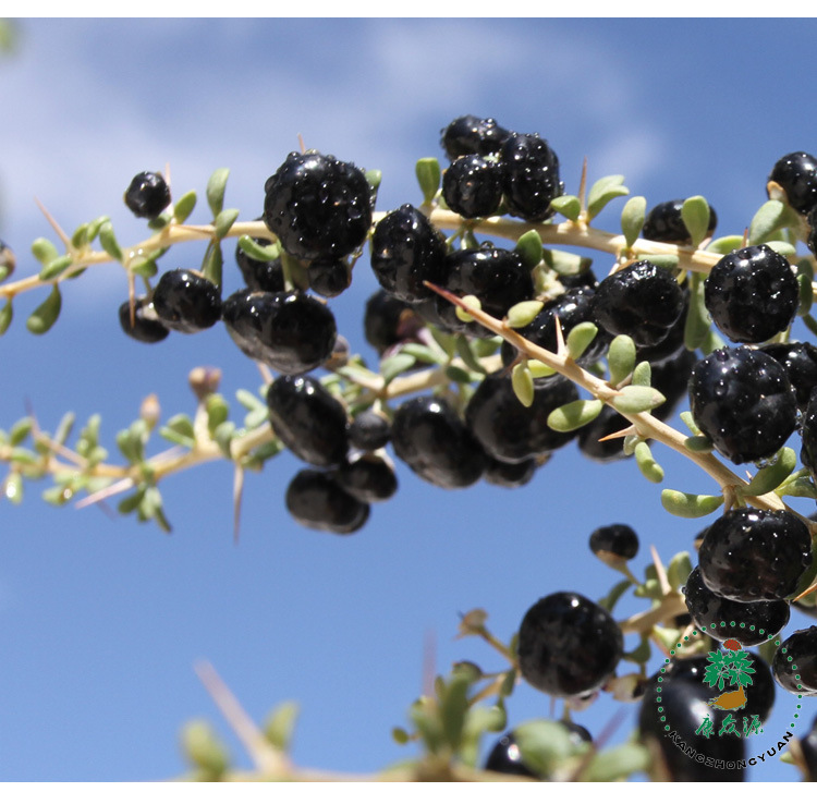 厂家直销青海黑枸杞送礼佳品青海高原黑美人罐装现货黑枸杞