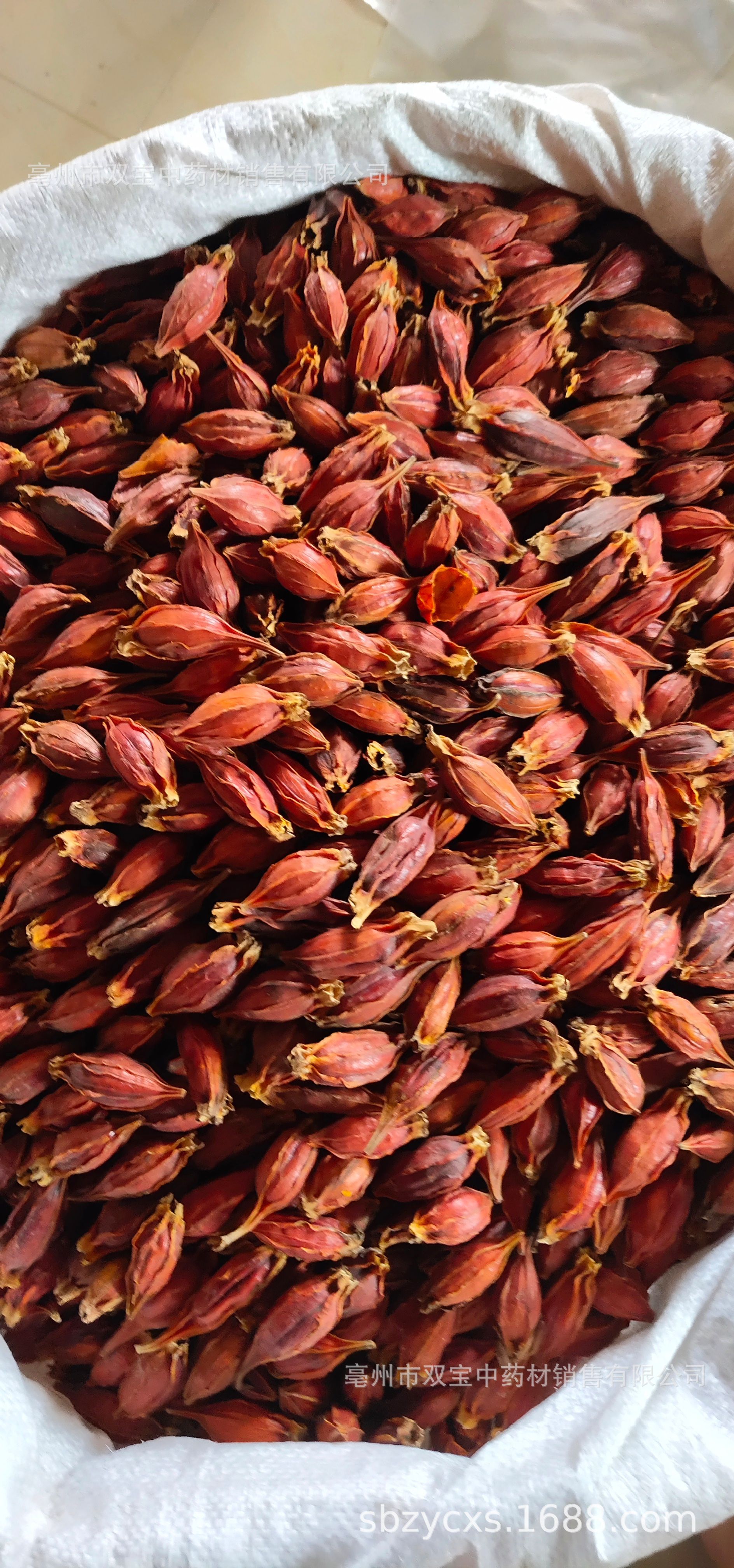 双宝供应散装 江西红栀子 山栀子 水栀子 枝子茶各种规格栀子大货